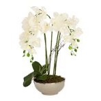 Plants & Flowers